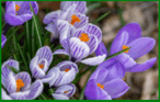 0500skl2-58b1-146x93.png