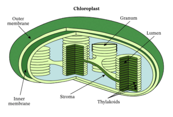 0500sku2-e3d4-341x231.png