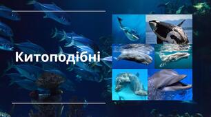 Презентація "Китоподібні або величезні риби"