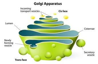 The Endoplasmic Reticulum and Golgi Body: What's the Difference?