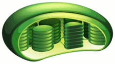 0500sodn-7b95-235x131.png