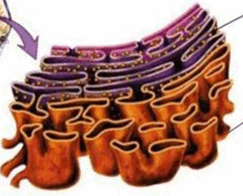 0500sodv-16b9-243x196.png