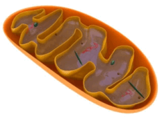 0500soeb-252a-233x175.png