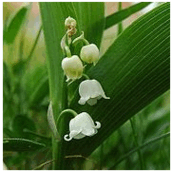 0500sq9f-2764-173x173.png