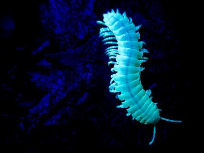 0500sr3r-6c0d-422x317.jpg
