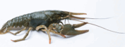 0500swp1-fceb-177x67.png