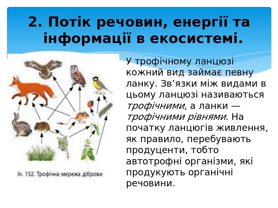 У трофічному ланцюзі кожний вид займає певну ланку. Зв’язки між видами в цьому ланцюзі називаються трофічними, а ланки —трофічними рівнями. На поча...