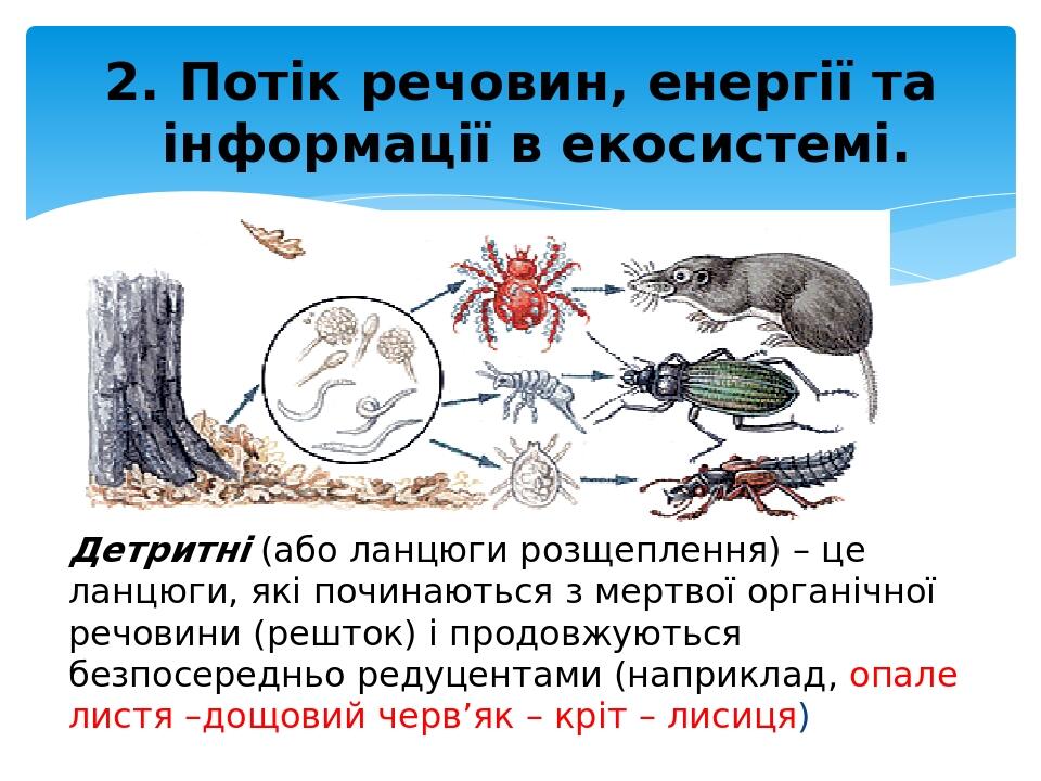 Детритні (або ланцюги розщеплення) – це ланцюги, які починаються з мертвої органічної речовини (решток) і продовжуються безпосередньо редуцентами (...