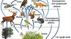 " Екосистеми, їхні властивості та характеристики".