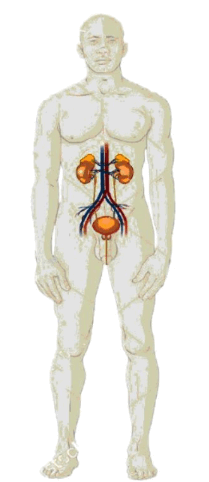 0500t3z2-5b7c-209x482.png