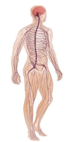 0500t3za-2b5e-242x486.png