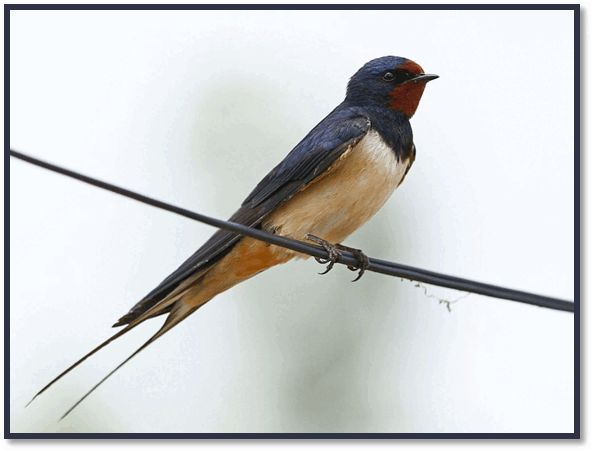 0500t5az-1c84-593x452.png