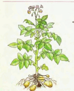 0500tdan-b531-147x180.png