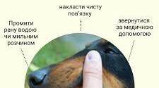 Тест 8. Домедична допомога при укусах