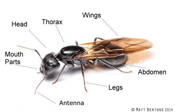 4. Insects | NC State Extension Publications