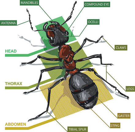elmélet hitel Fűszeres insect body parts - hepatitcmualice.com