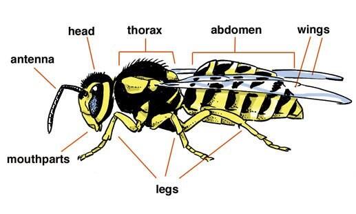 Creating a 'Typical' Insect • What Makes an Insect? • MyLearning