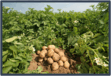 0500tgno-0688-111x76.png