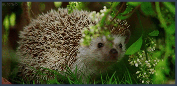 0500thl8-1644-680x331.png