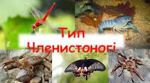 Узагальнення "Членистоногі"