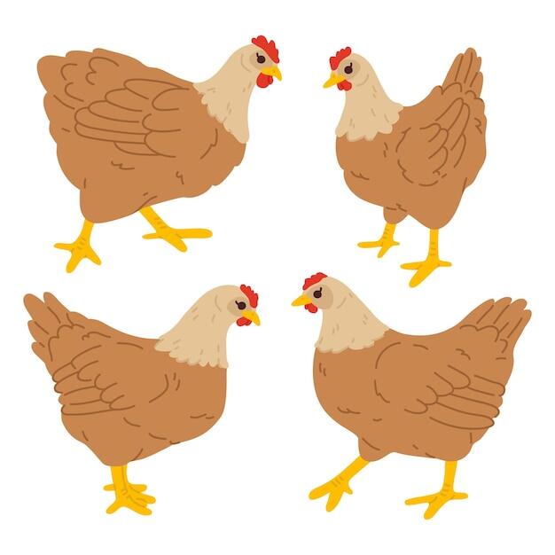 Premium Vector | A cartoon chicken in four different poses