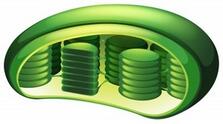 Parts of a Chloroplast Diagram | Quizlet