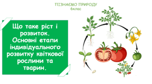 Презентація на тему "Що таке ріст і розвиток. Основні етапи індивідуального розвитку квіткової рослини та тварин."