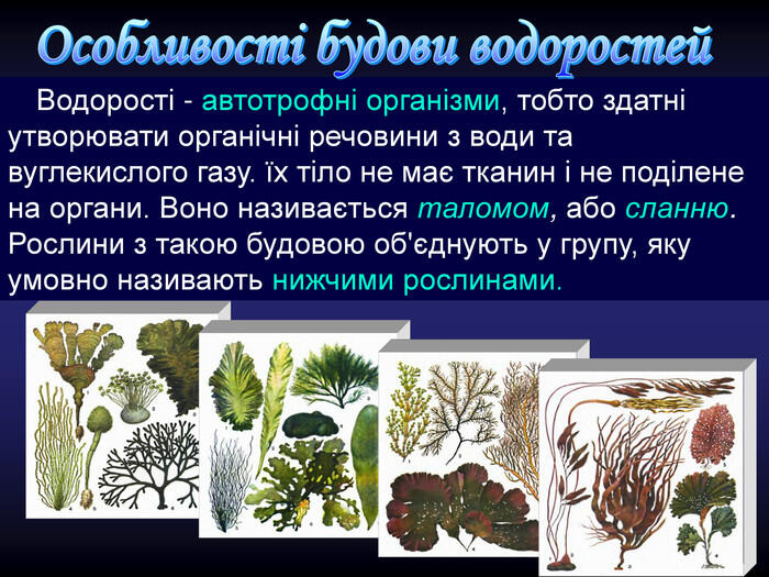 Презентація «Зелені водорості» 6 клас