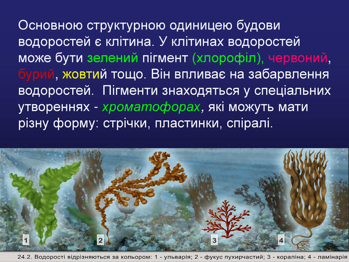 Презентація «Зелені водорості» 6 клас