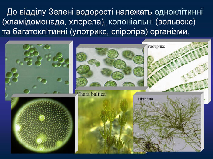 Презентація «Зелені водорості» 6 клас