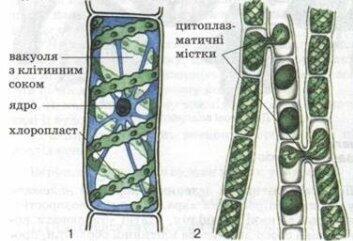 Підготовка до ЗНО з теми "Водорості"