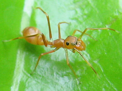 Myrmarachne plataleoides — Вікіпедія