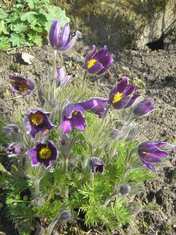 0500upp4-bc72-176x235.jpg