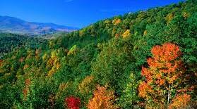 Forests and Forestry in the USA