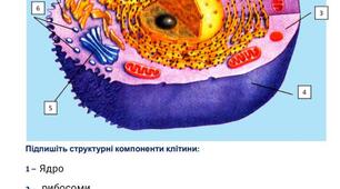 Структура клітини