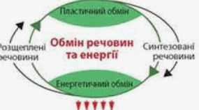 Узагальнення та систематизація знань з теми: «Опора та рух. Обмін речовин та перетворення енергії в організмі людини»