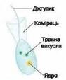 Твариноподібні одноклітинні організми - Біологія. 6 клас. Костіков