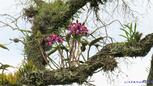 Орхідеї у природі, фото орхідей на деревах та в лісі.