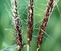 Летюча сажка пшениці – фото, опис, заходи боротьби та профілактики | Agro-xim