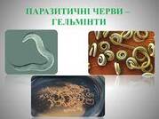 Презентація "Паразитичні черви - гельмінти"