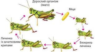 (Копія) Комахи