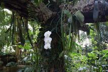 Qué son las plantas epífitas? - Forestal Maderero