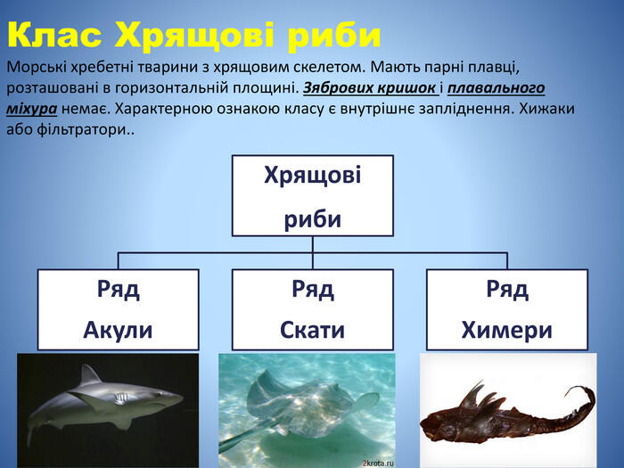 Клас Хрящові риби. Морські хребетні тварини з хрящовим скелетом. Мають парні плавці, розташовані в горизонтальній площині. Зябрових кришок і плавального міхура немає. Характерною ознакою класу є внутрішнє запліднення. Хижаки або фільтратори..