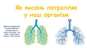 Презентація на тему "Як кисень потрапляє у наш організм" 5 клас НУШ