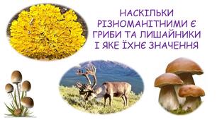 Презентація на тему "НАСКІЛЬКИ РІЗНОМАНІТНИМИ Є ГРИБИ ТА ЛИШАЙНИКИ І ЯКЕ ЇХНЄ ЗНАЧЕННЯ" 5 клас НУШ