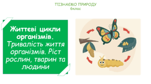 Урок на тему "Життєві цикли організмів. Тривалість життя організмів. Ріст рослин, тварин та людини." (Конспект, презентація, робочі картки для учнів)