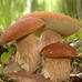 0500vfwh-0973-74x74.jpg