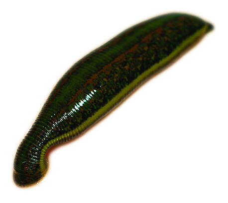 0500vjrf-1c4f-458x409.jpg