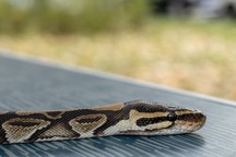 Безкоштовне стокове фото на тему «Python, агресивна диспозиція, герпетологія» стокове фото
