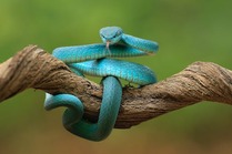 Безкоштовне стокове фото на тему «trimeresurus insularis, viper, ваги» стокове фото